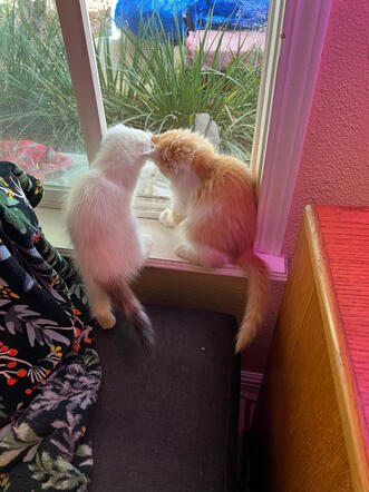 Prinecess Leia &amp; Vitalik