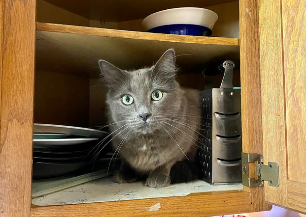 Mr. Satoshi Boombastic