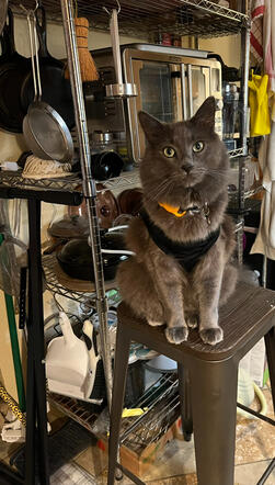 Kitchen cat (Mr. Boom)